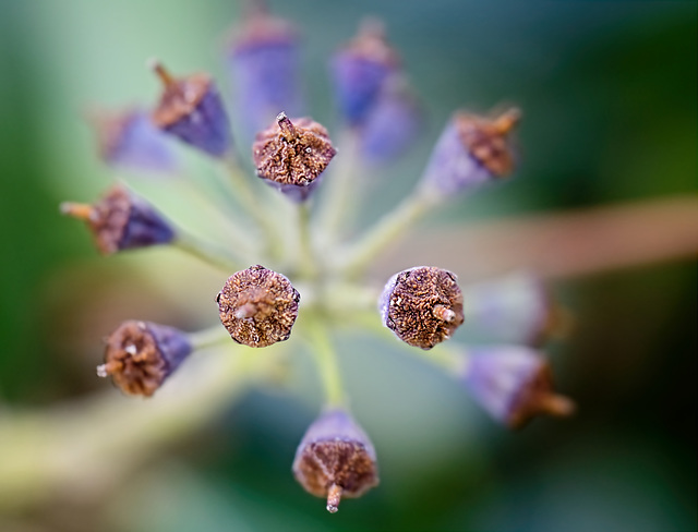 .........die Samenkapseln der Efeublätter nahe gesehen.................the seed pods of the ivy leaves seen up close................les gousses des feuilles de lierre vues de près.........