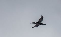 Cormorant