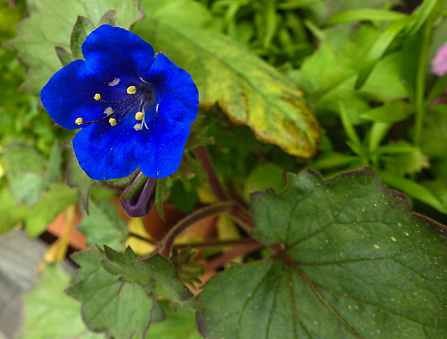 20220514 0913CPw [D~LIP] Glockenblumen-Büschelschön (Phacelia campanularia), Balkonpblume, Bad Salzuflen