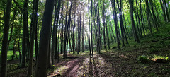 Dinas Powis woods