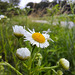 Einjähriges Berufkraut (Erigeron annuus)