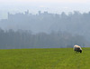 Arundel Castle and sheep