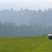 Arundel Castle and sheep