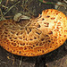 Dryads saddle fungi