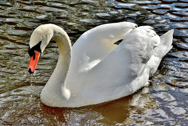 Swan