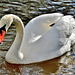 Swan