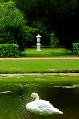 Wrest Park July 2015 XPro1 Swan 1