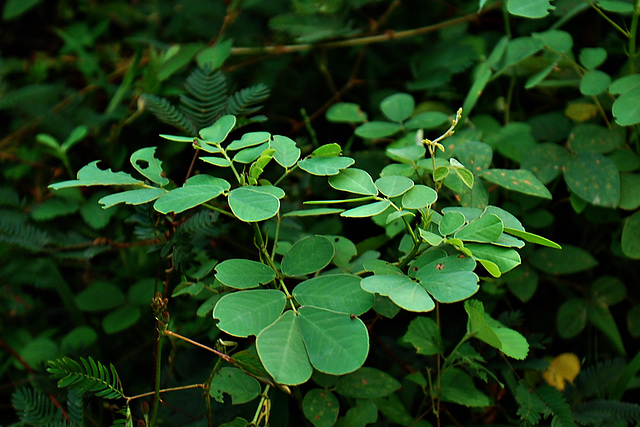 ತೈಕೀಳೊ Tora leaves