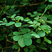 ತೈಕೀಳೊ Tora leaves
