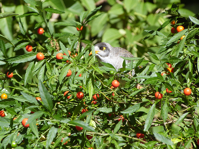 solanum with native miner, a pest species