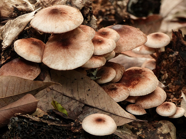 Fungi, on way to Manzanilla Beach, Trinidad, Day 6