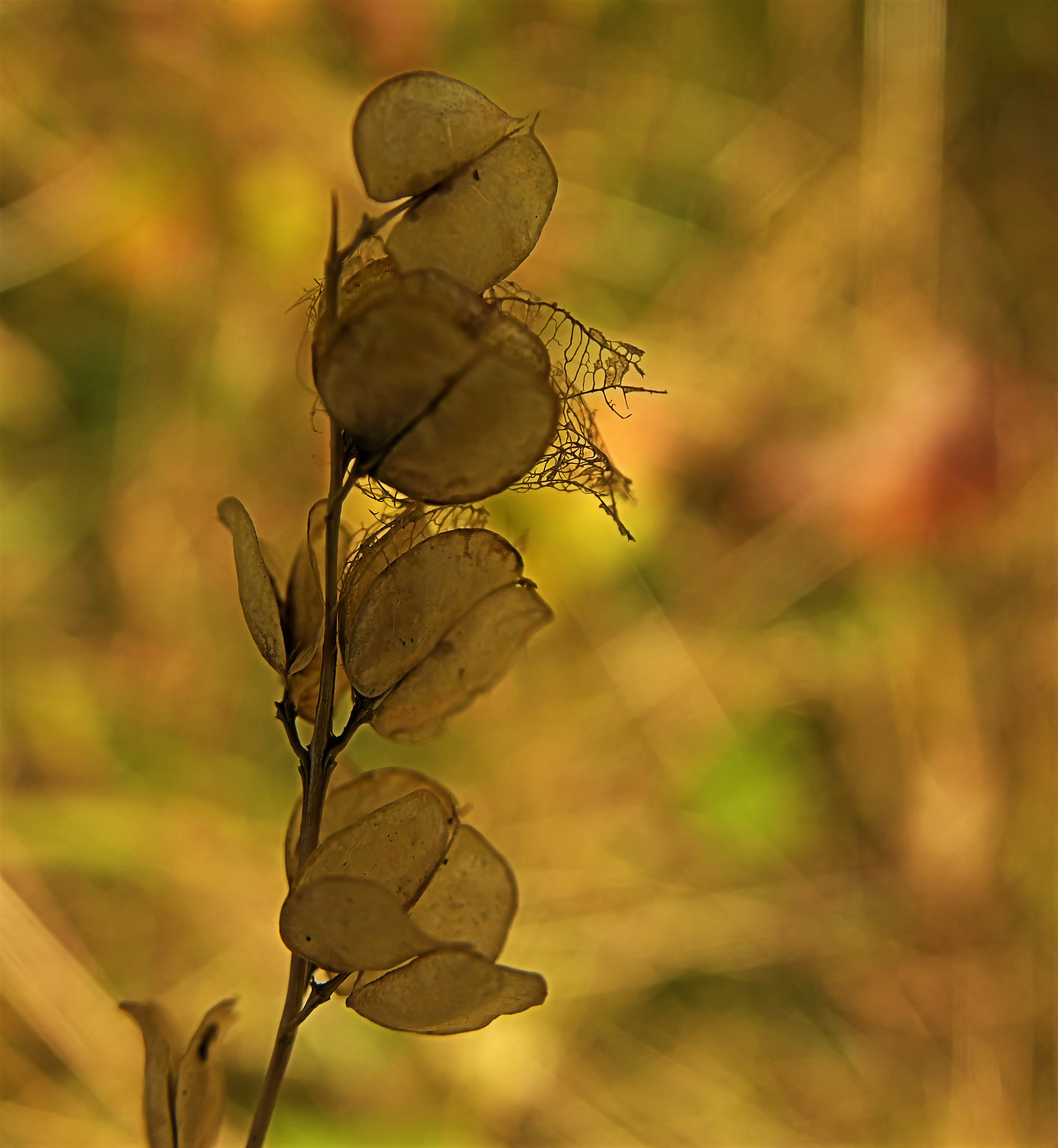 Seedheads Of Lace