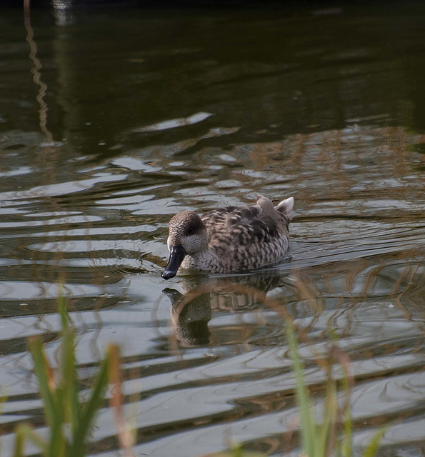 Paddling duck (2)