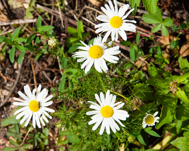 Insects of Semington