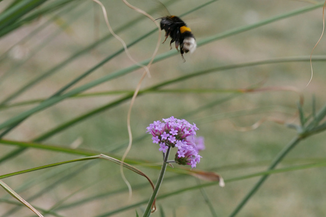 Bee & Flower - work finished!