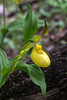 Cypripedium parviflorum var. pubescens (Large Yellow Lady's-slipper orchid)