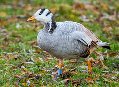 Bar headed goose