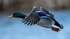 Mallard