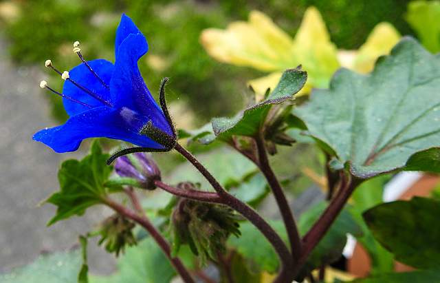 20220514 0914CPw [D~LIP] Glockenblumen-Büschelschön (Phacelia campanularia), Balkonpblume, Bad Salzuflen