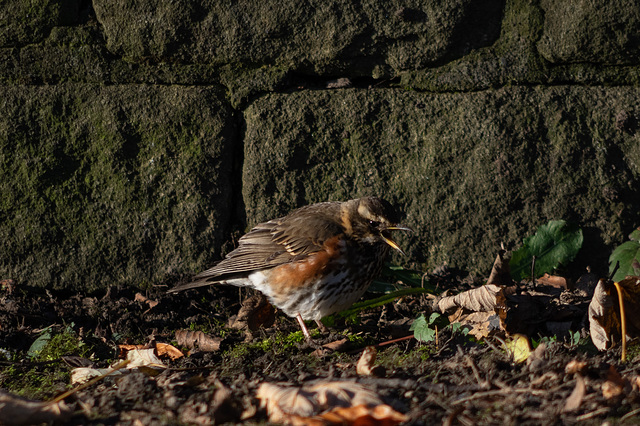 Redwing at the Cemetery