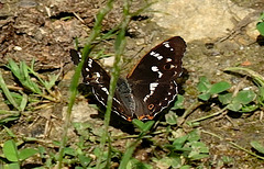 Grand Mars changeant (Apatura iris)