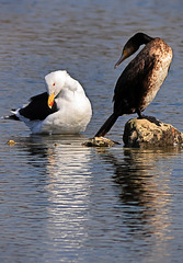 EOS R6m2 Peter Harriman 11 30 36 3812 gbbgCormorant dpp EOS R6m2 Peter Harriman 11 30 36 3812 gbbgCormorant dpp