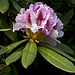 The light plays between the petals - Start the bloom of rhododendron