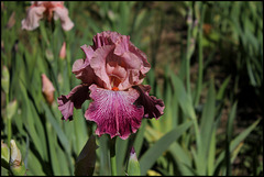 Iris Mamy Framboise (1)