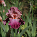 Iris Mamy Framboise (1)