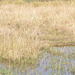 Juveleto meze de la kreskaĵoj. Malakitkresta alciono. Okavango Delto