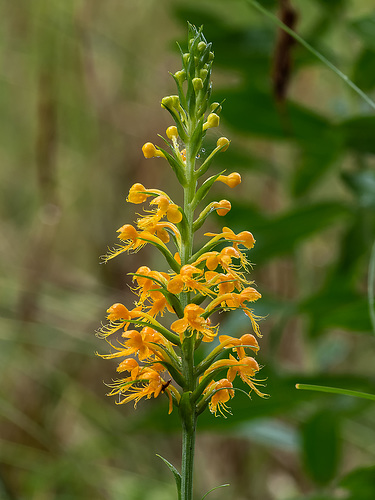 Platanthera cristata (Crested Fringed orchid)