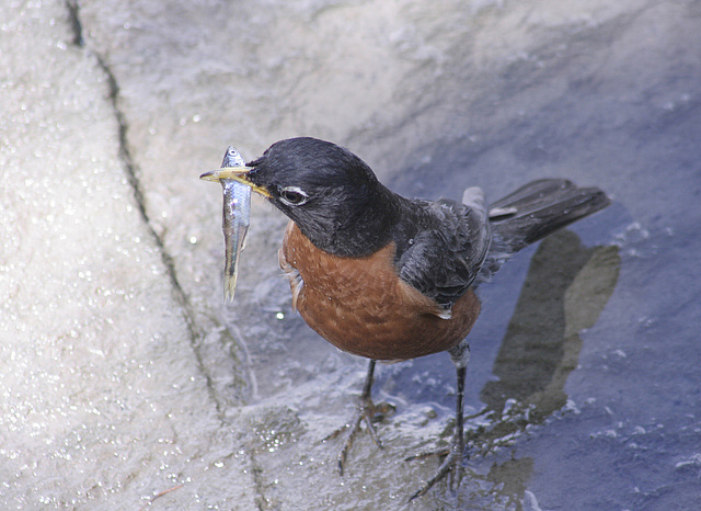 merle d'Amérique / American robin