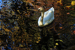 " Bonjour " en langue des cygnes