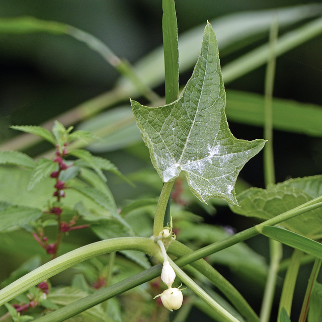 Unidentified plant, on way to Manzanilla Beach, Trinidad