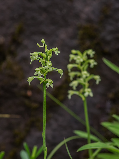 Gymnadeniopsis clavellata (Club-spur orchid)