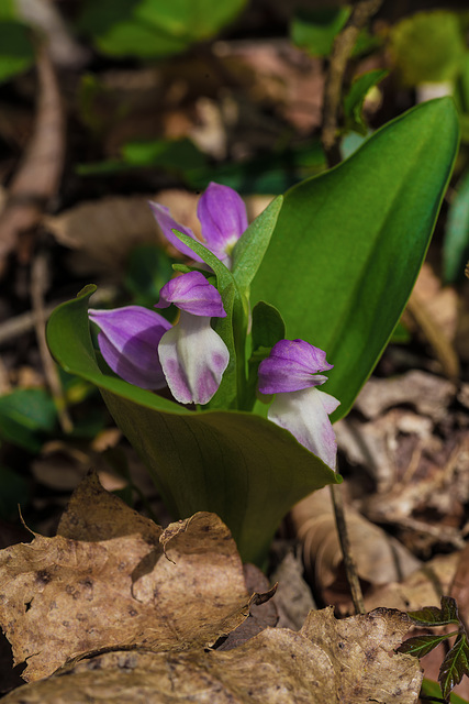 Galearis spectabilis (Showy orchis)