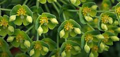 Euphorbia characias subp wulfenii (3)