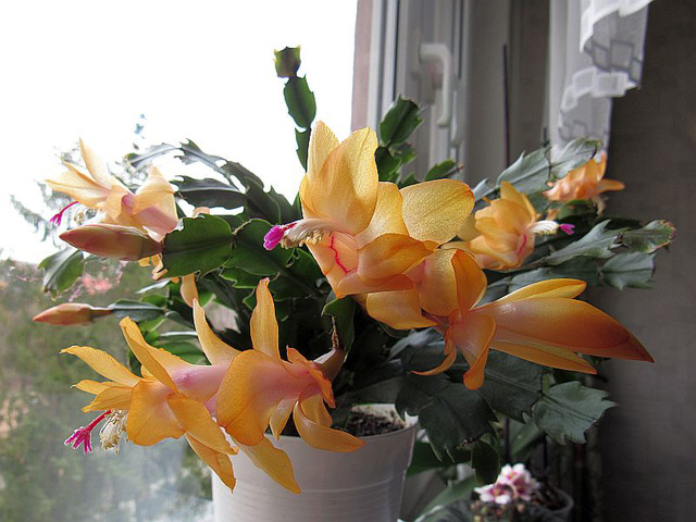 Schlumbergera