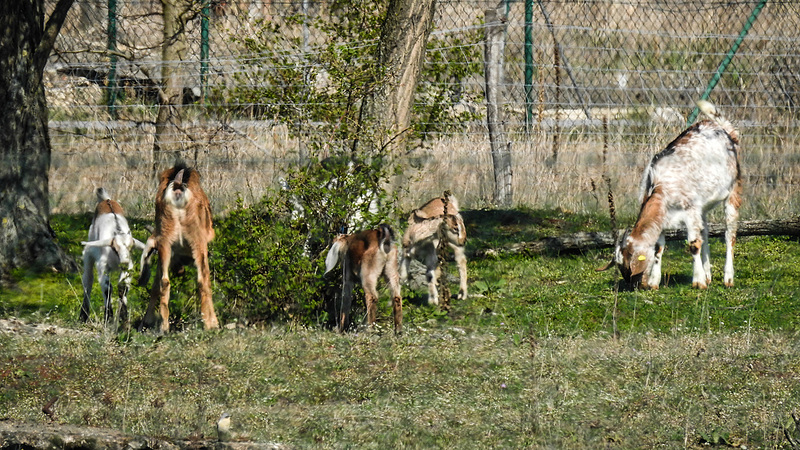 20190407 4557CPw [D~HVL] Ziege, Döbritzer Heide, Elstal
