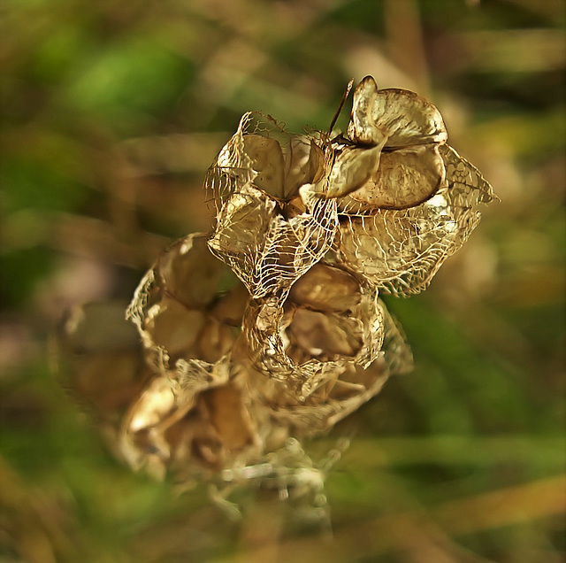 Seedheads Of Lace