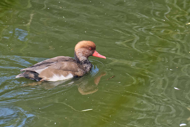 Paddling Duck (3)