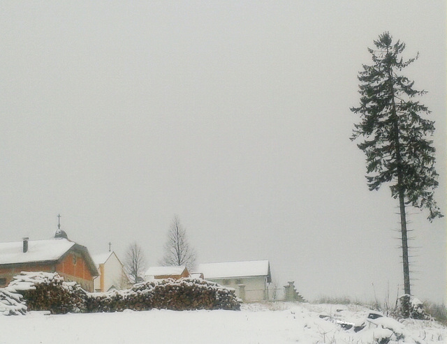 Winter landscape with lone tree