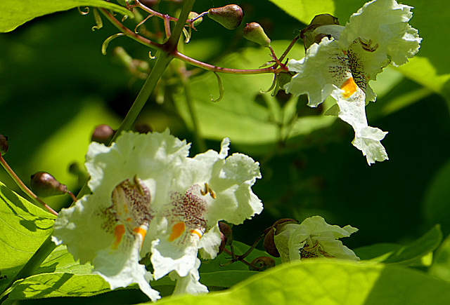 Catalpa bignonioides nana