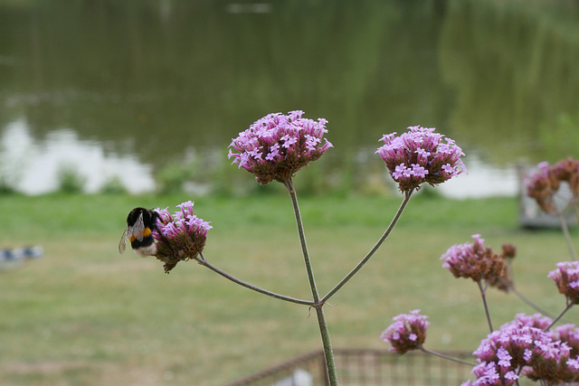 A Bee and A Flower