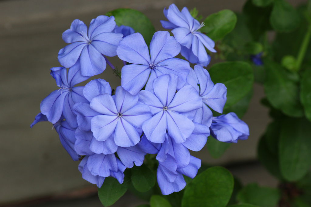 February Plumbago