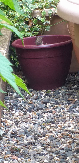 Woodmouse peeking over the pot in the garden..