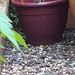Woodmouse peeking over the pot in the garden..
