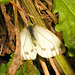 EF7A5089 Female Small Whitev2