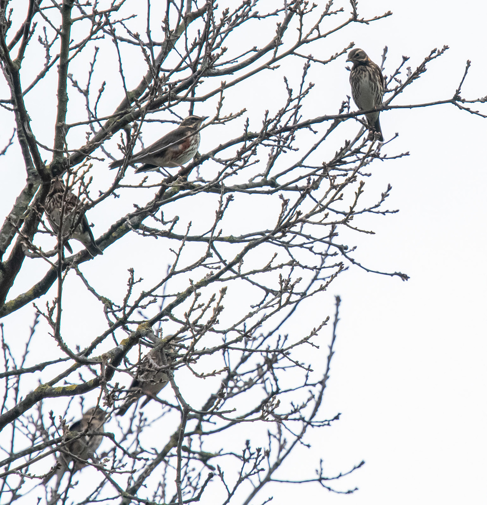 Redwings