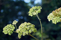 Hogweed